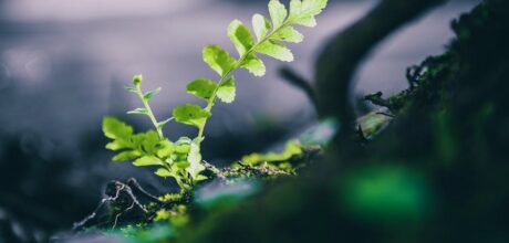 Understanding Growth vs. Value Investing: Key Differences and Strategies